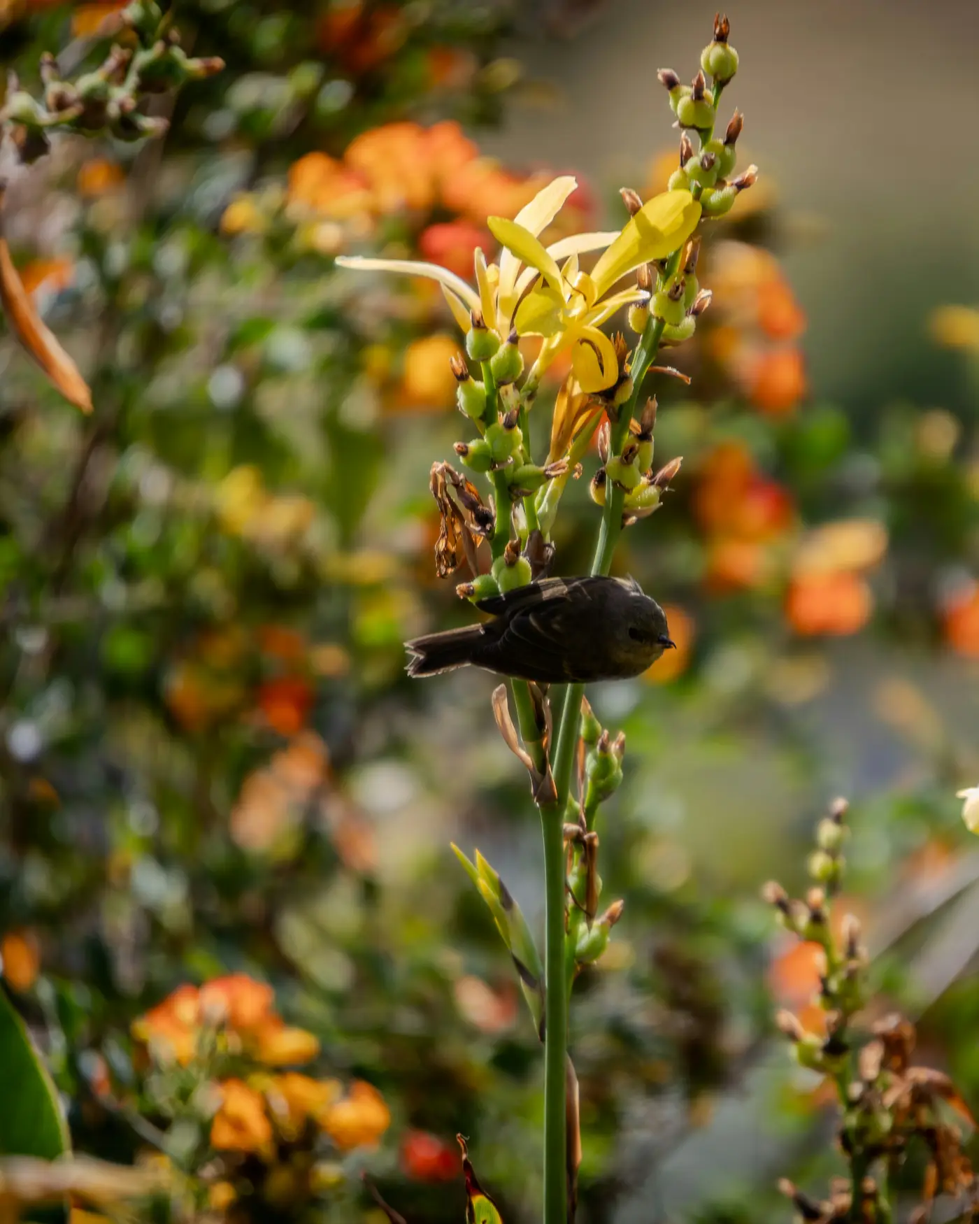 A small bird among yellow flowers in a highland garden, San Gerardo de Dota