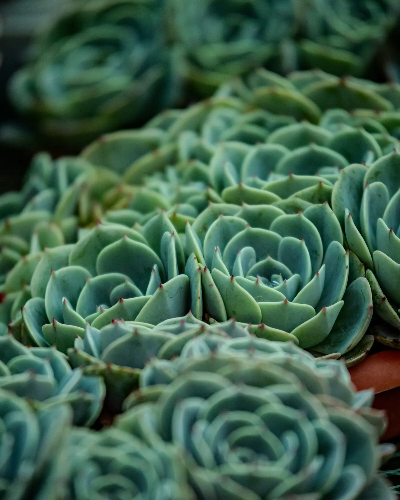 Beds of blue-green succulents, San Gerardo de Dota